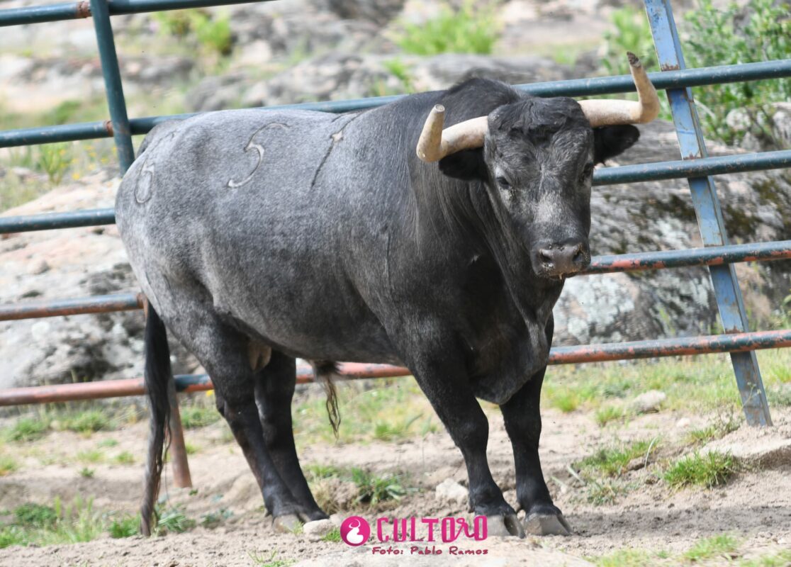 Flor De Jara (25)