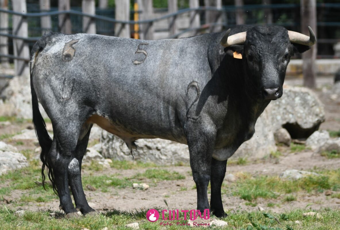 Flor De Jara (6)