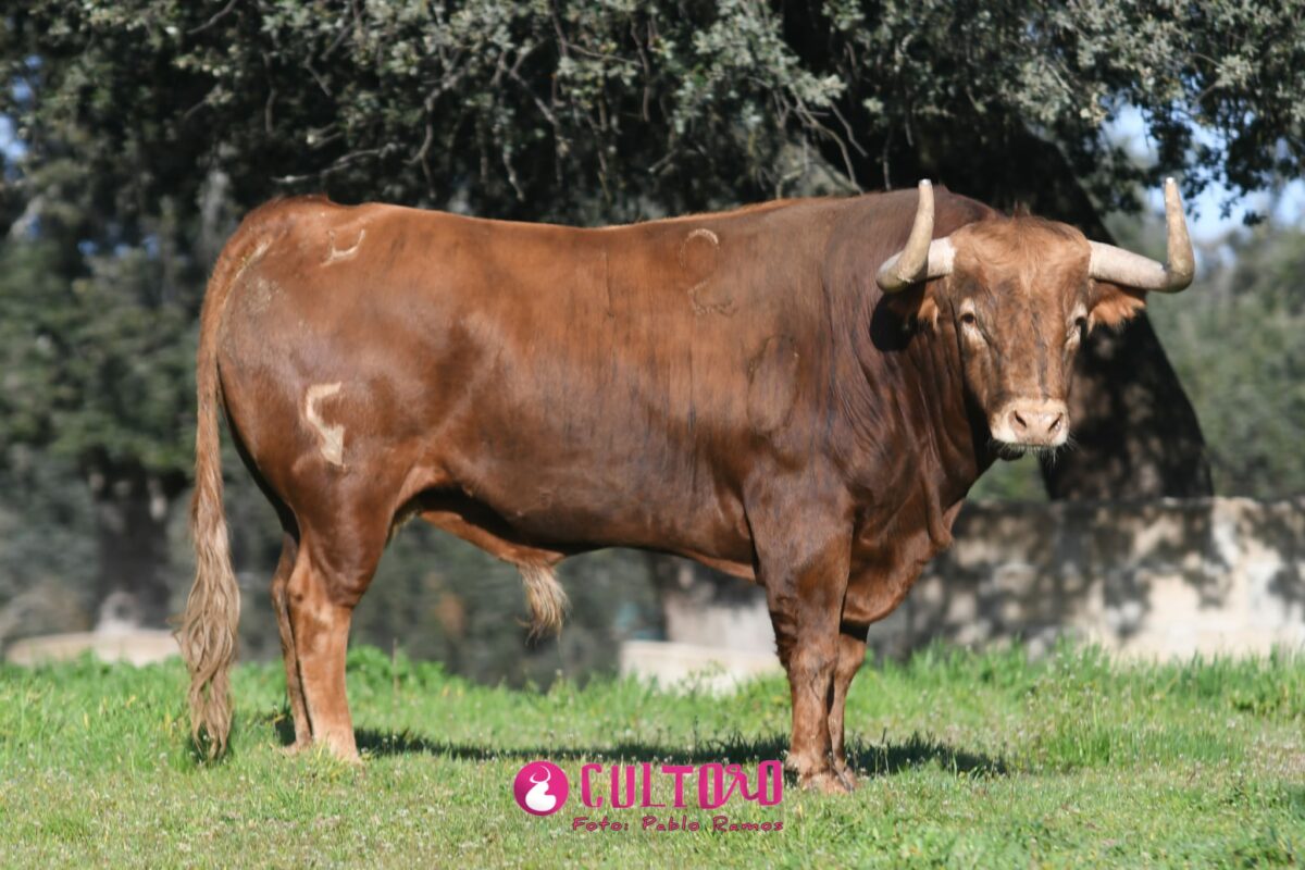 Garcigrande (17)