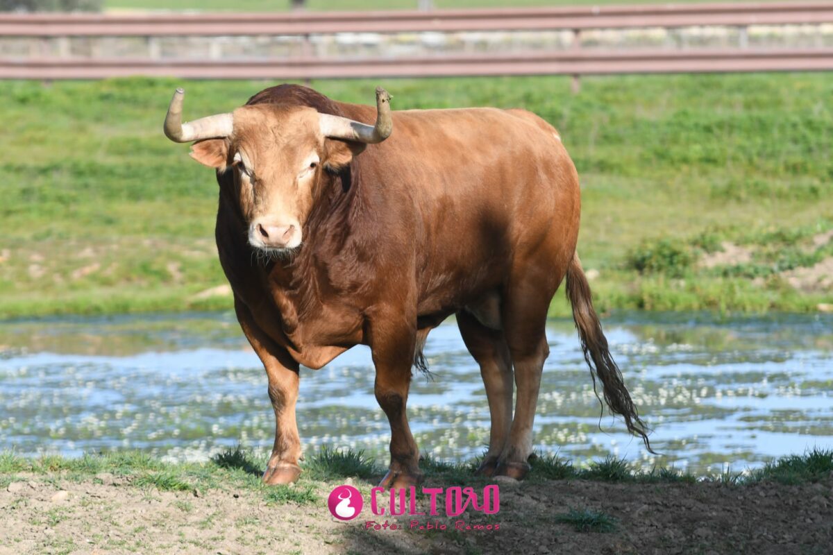 Garcigrande (2)