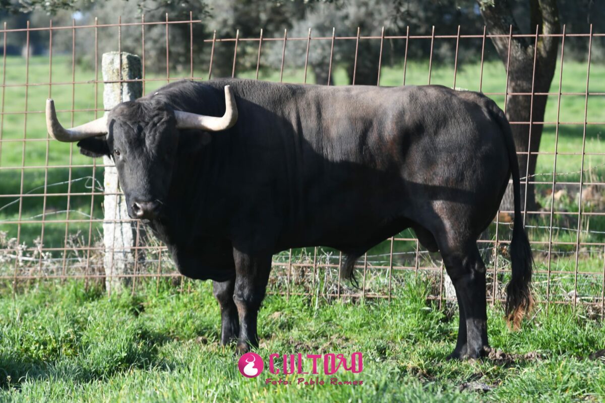 Garcigrande (24)