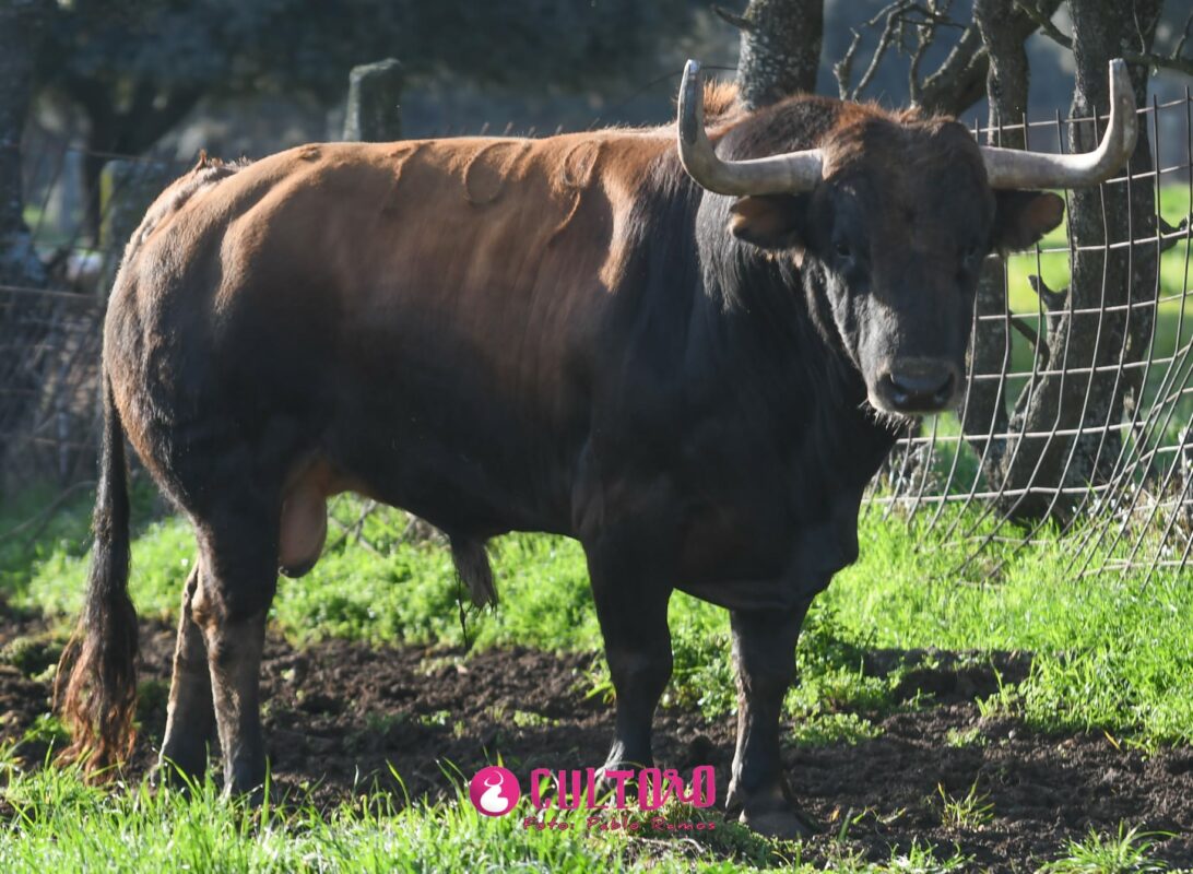 Garcigrande (25)