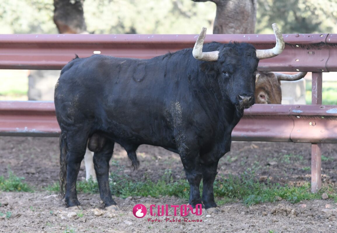 Garcigrande (26)