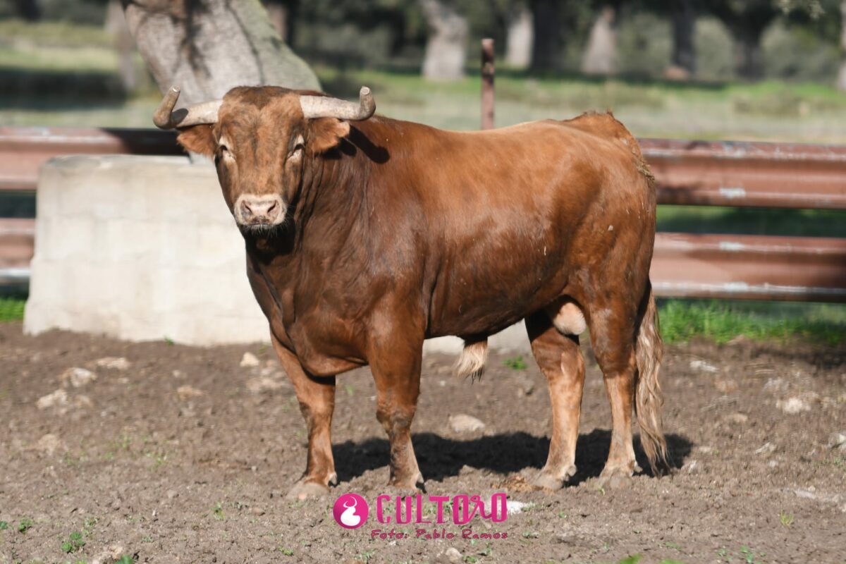 Garcigrande (27)