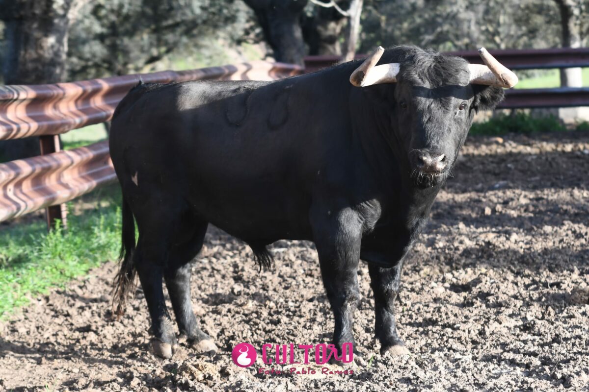 Garcigrande (29)