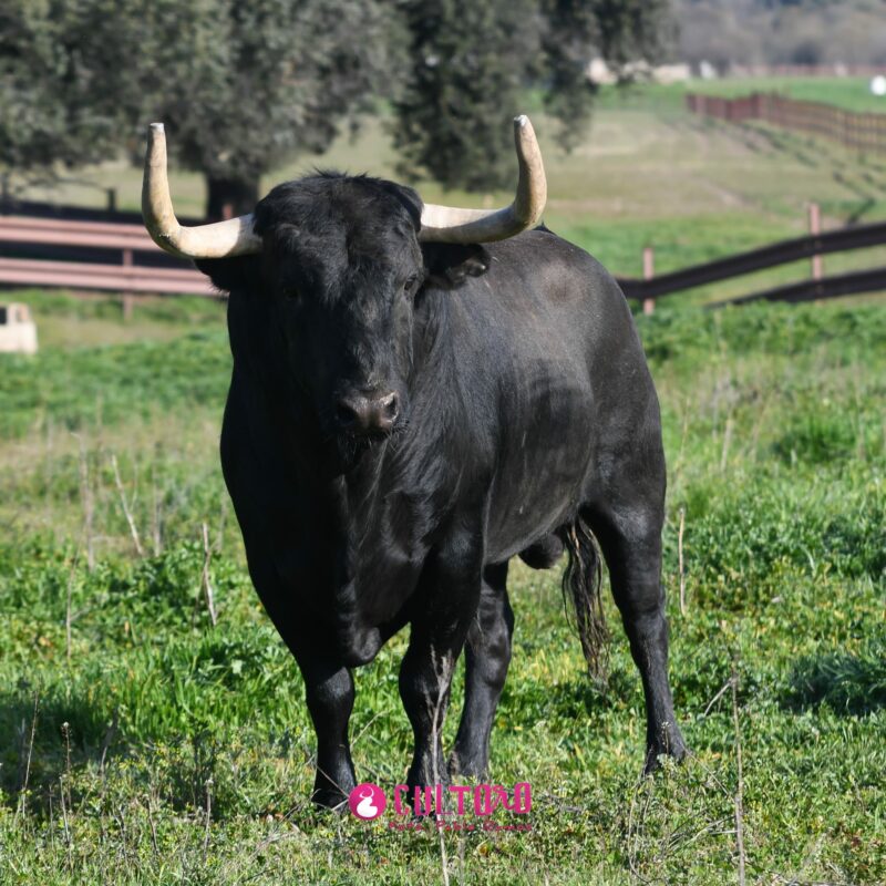 Garcigrande (3)