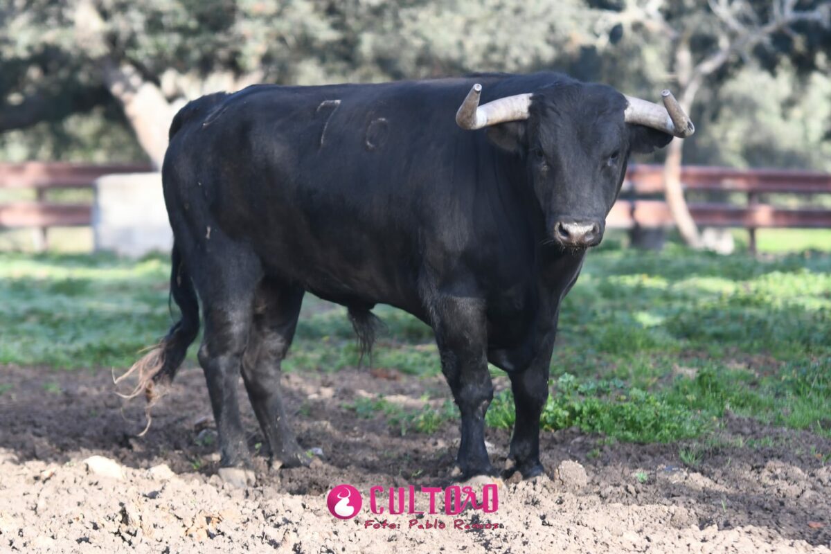 Garcigrande (30)