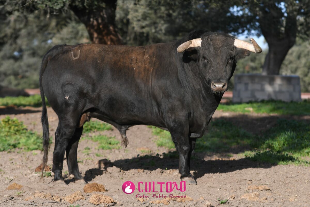 Garcigrande (32)