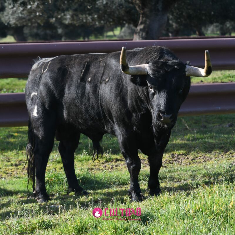 Garcigrande (4)