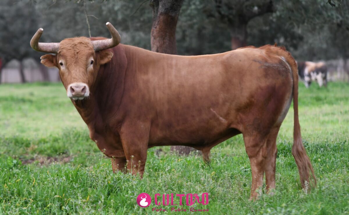 Pedraza (10)