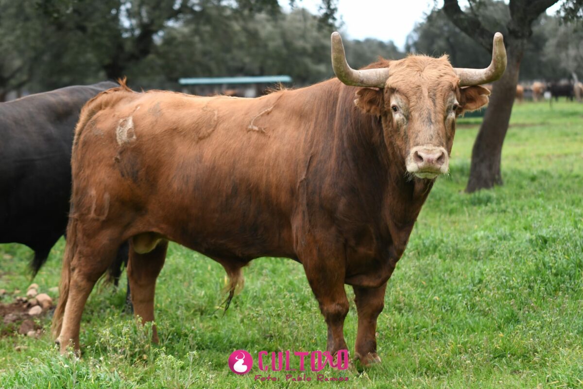Pedraza (14)