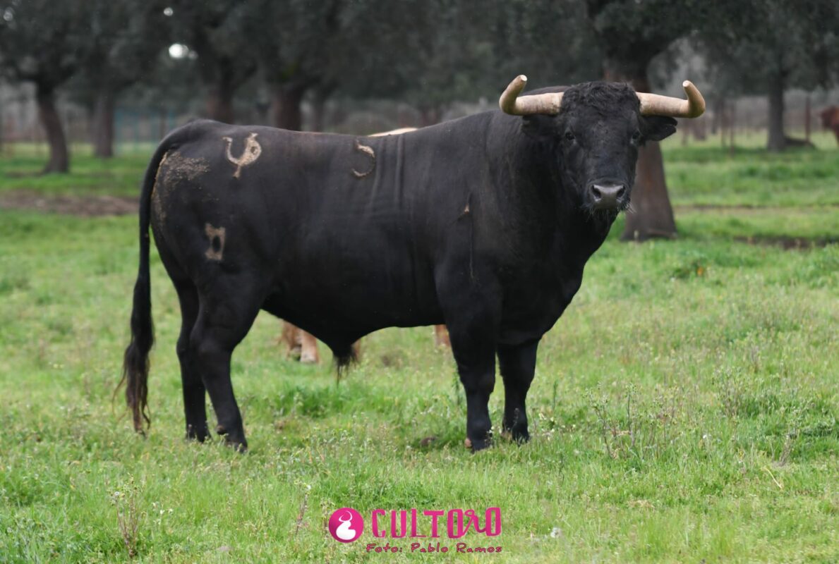 Pedraza (15)