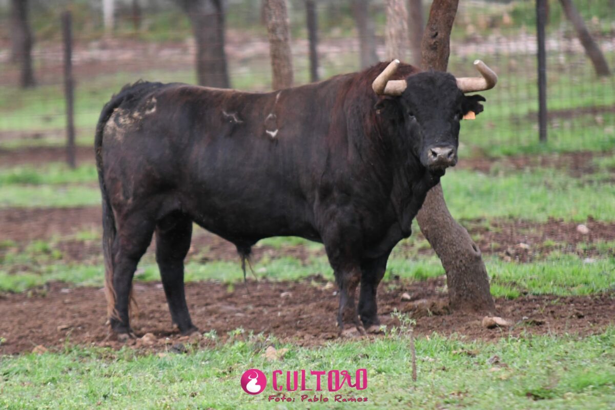 Pedraza (16)