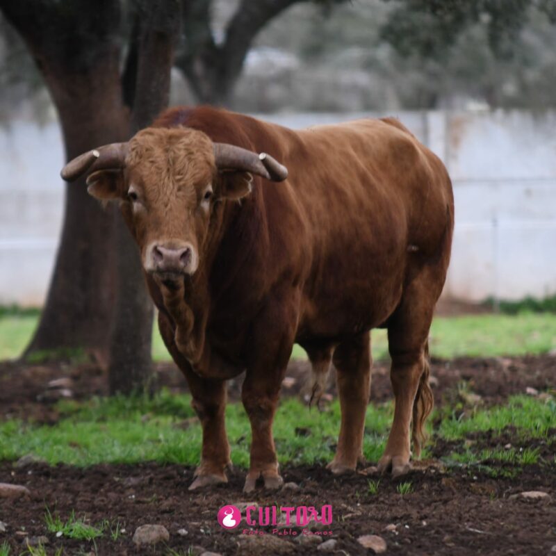 Pedraza (17)