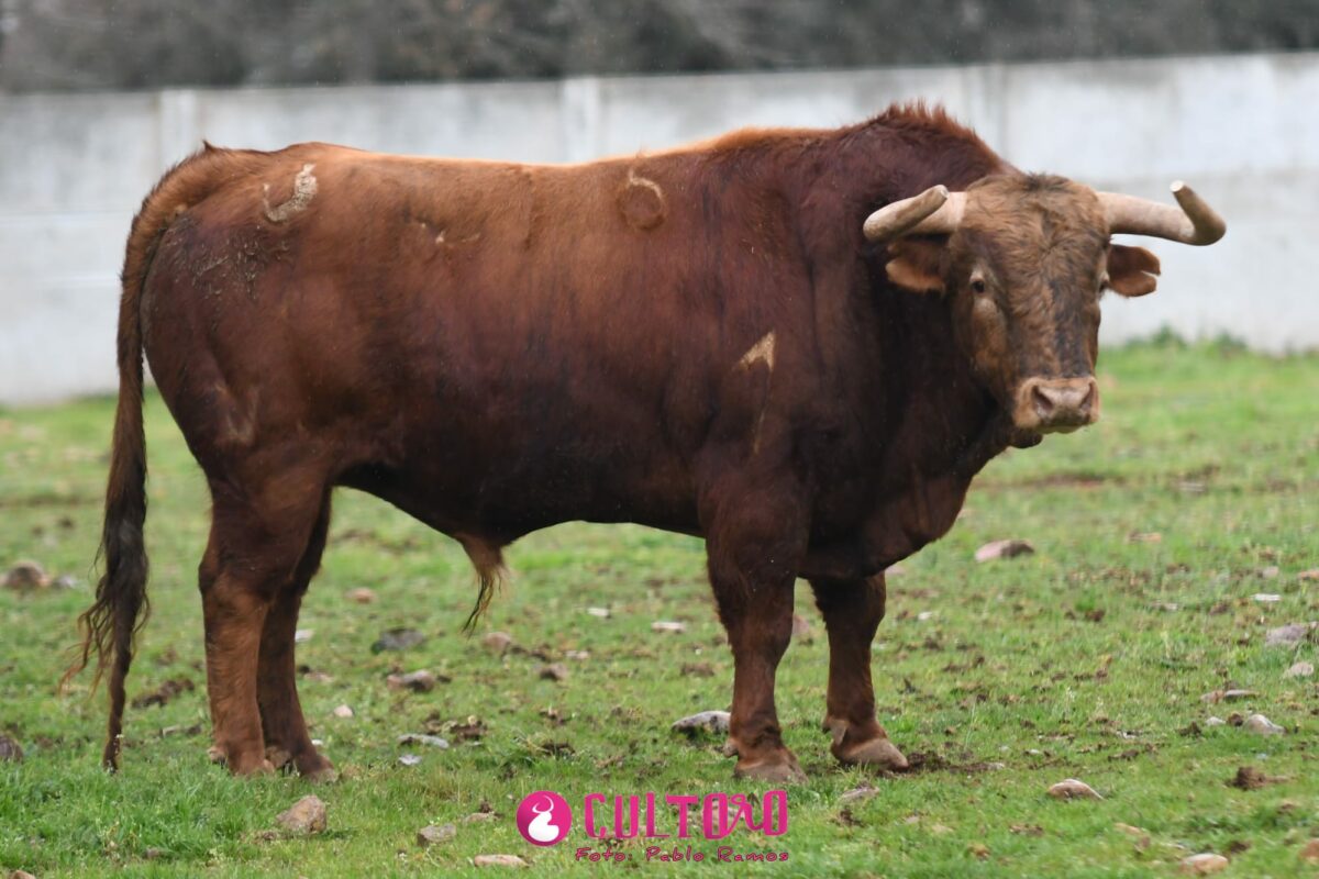 Pedraza (18)