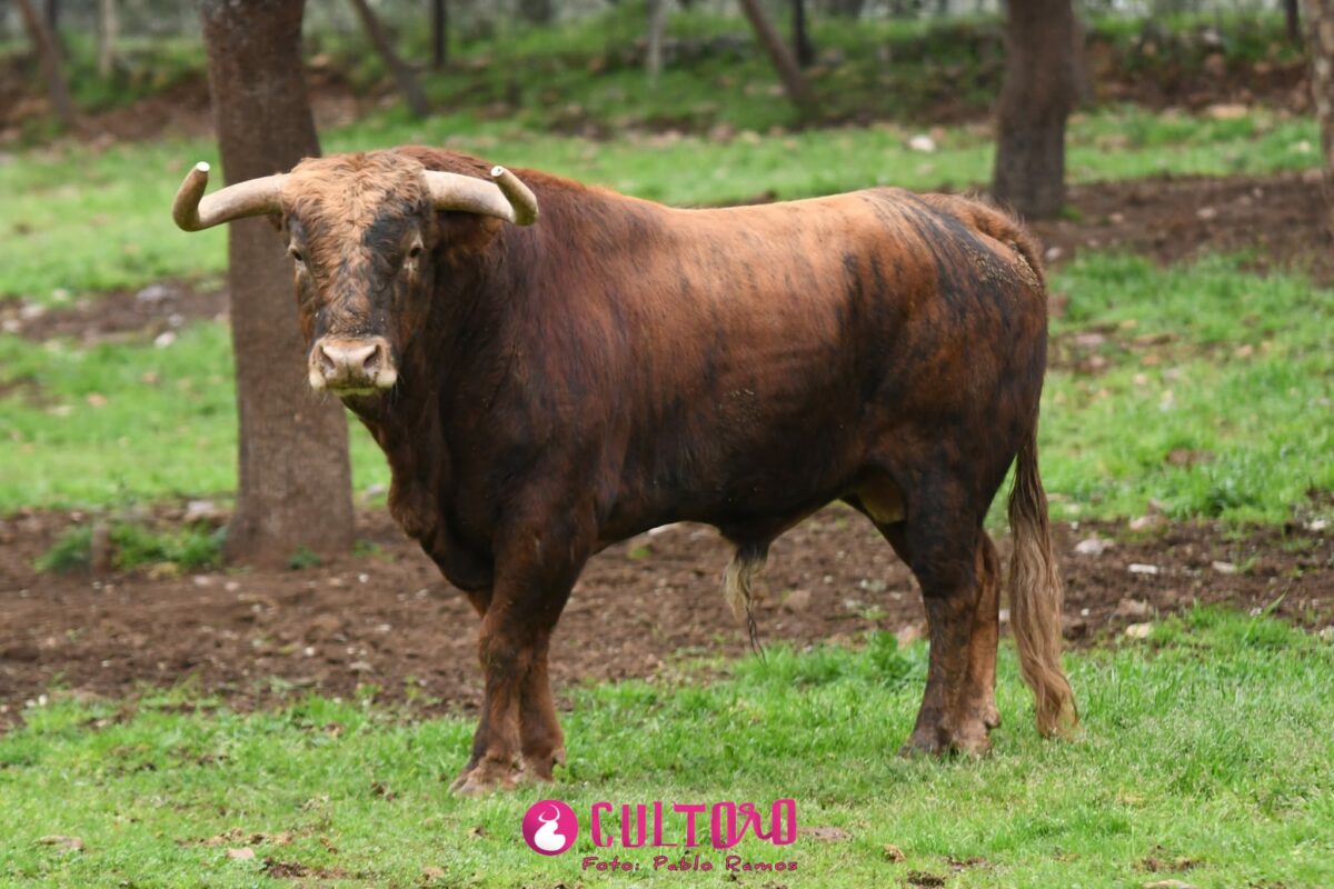 Pedraza (21)