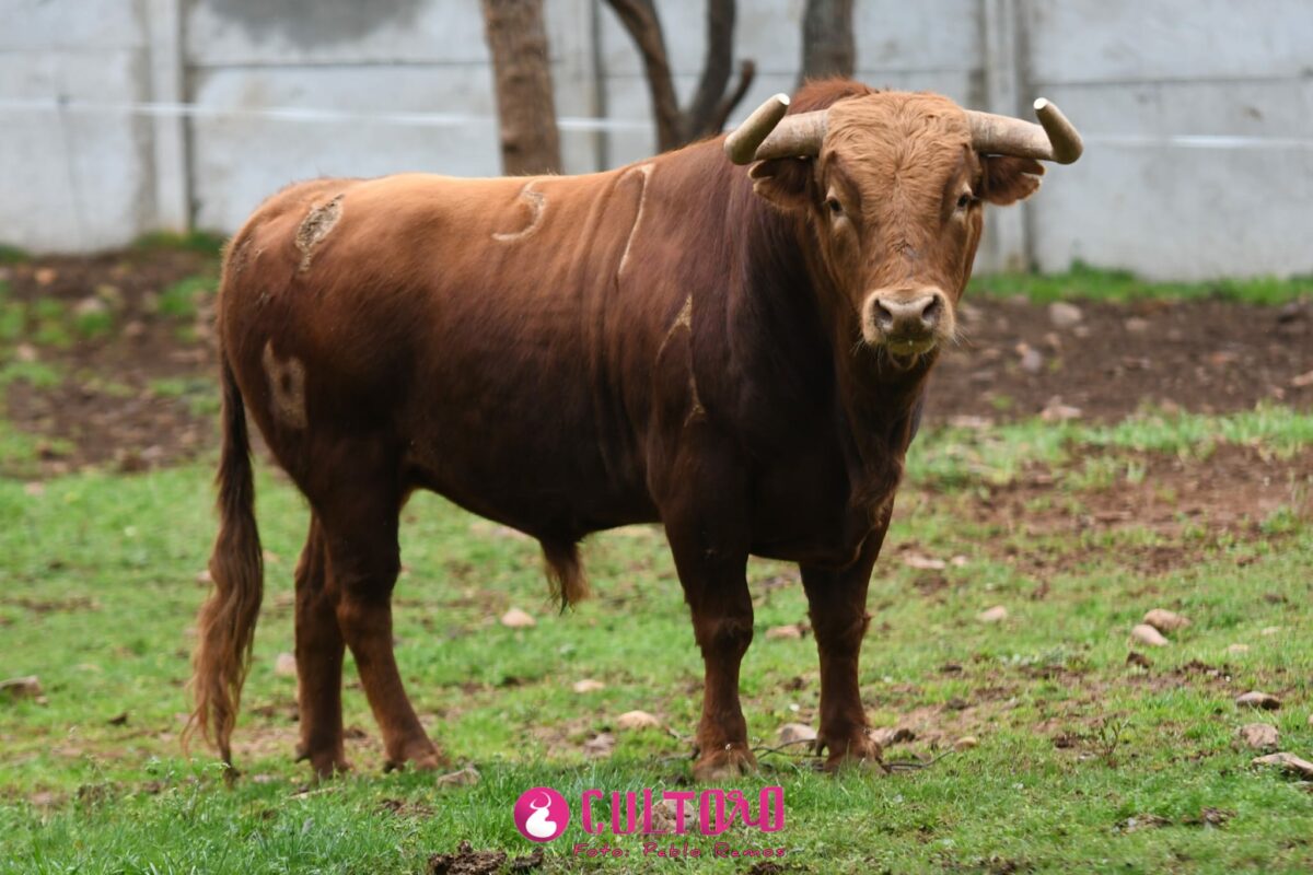 Pedraza (22)