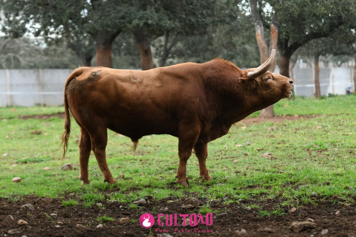 Pedraza (24)