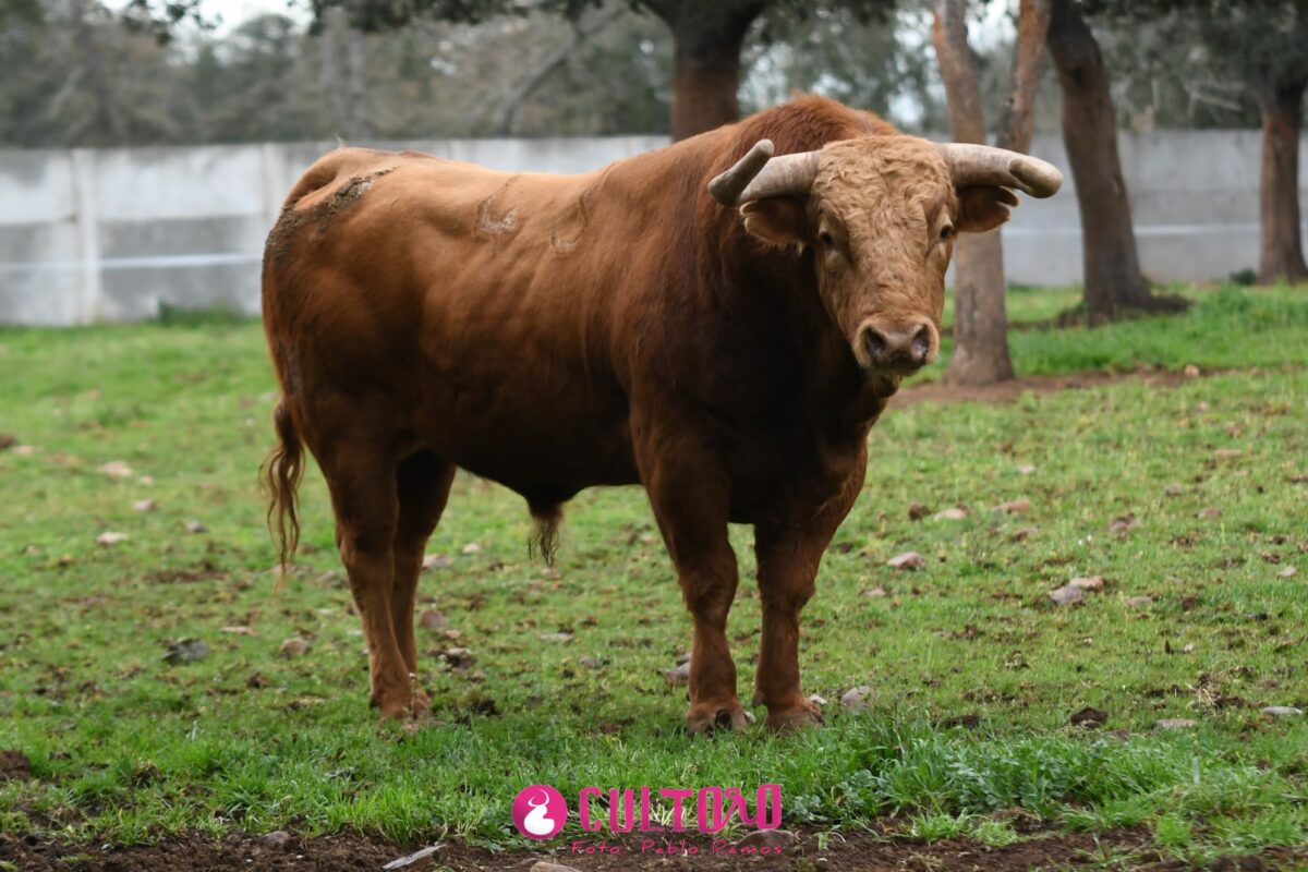 Pedraza (25)