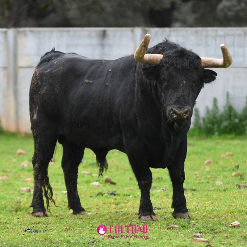 Pedraza (26)