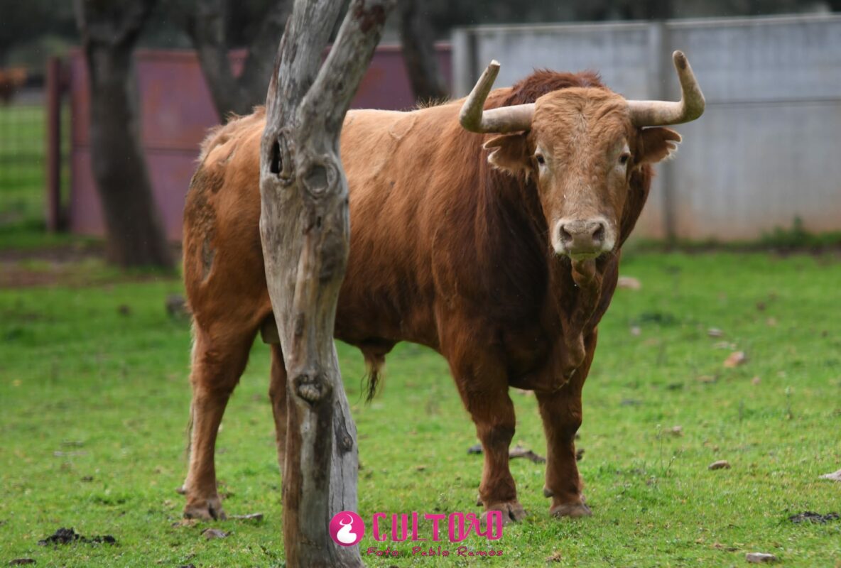 Pedraza (27)