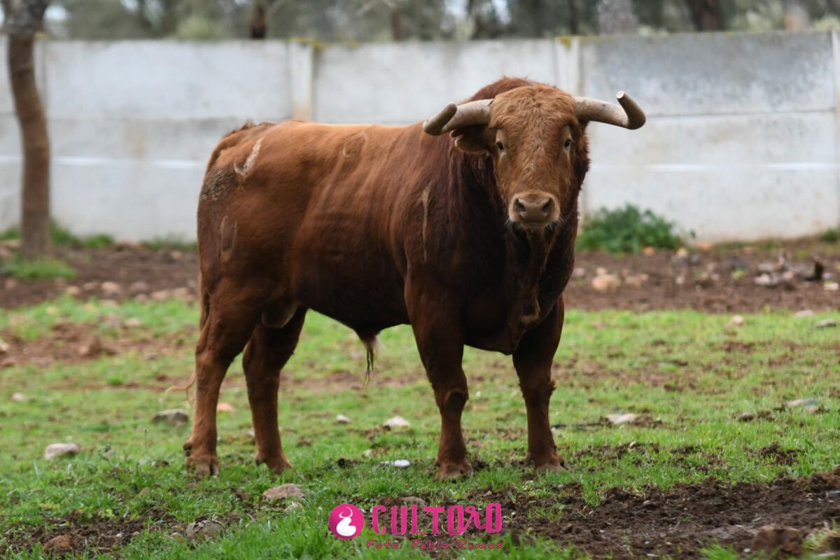 Pedraza (28)