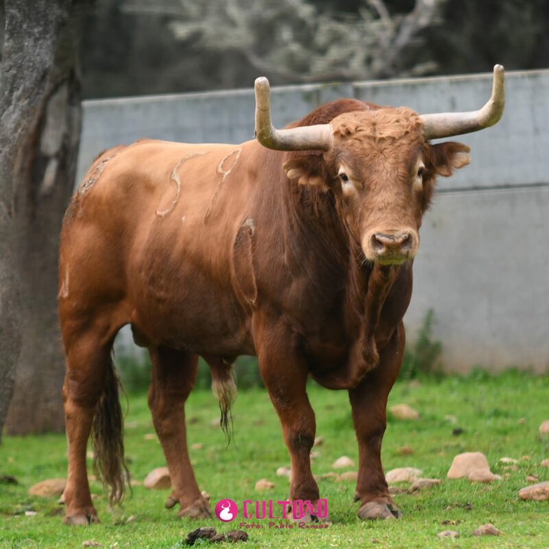 Pedraza (29)