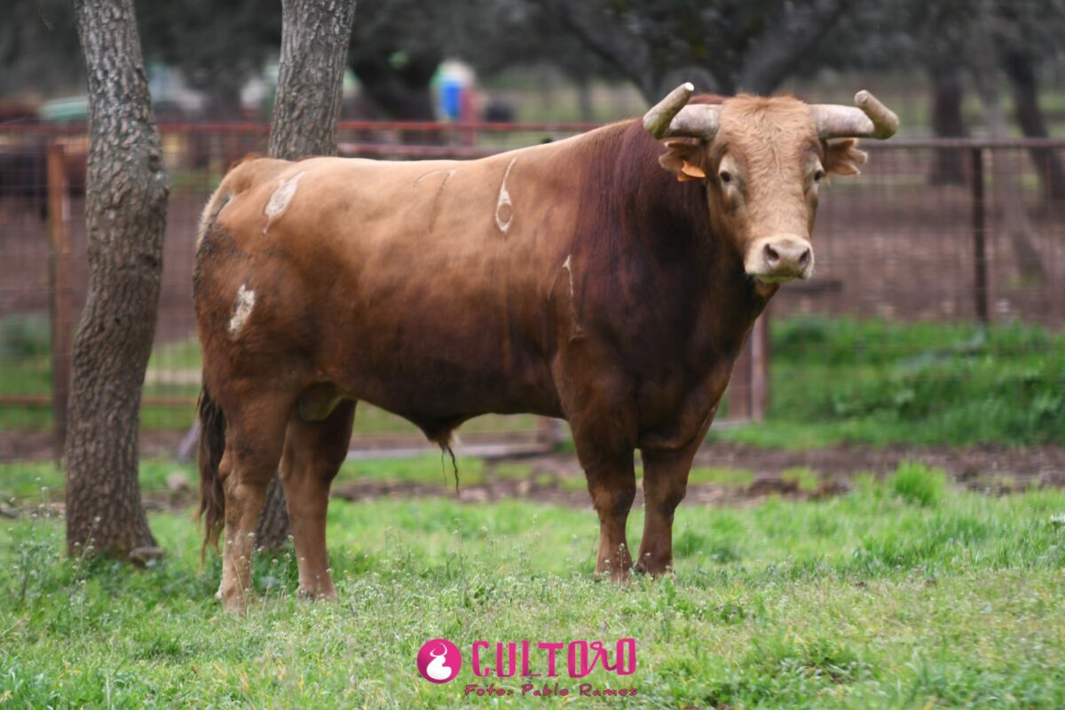 Pedraza (30)