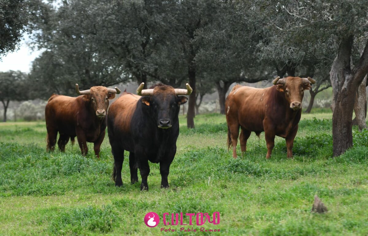 Pedraza (32)