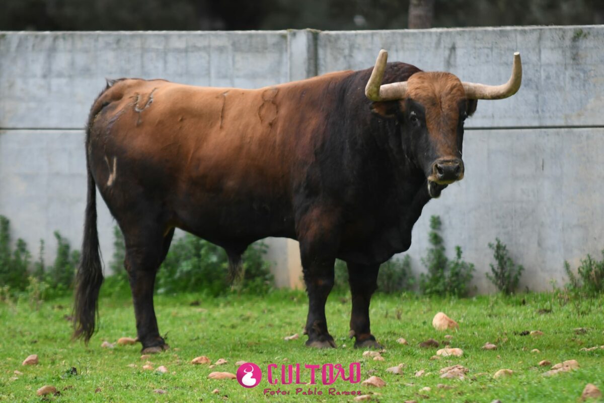 Pedraza (33)