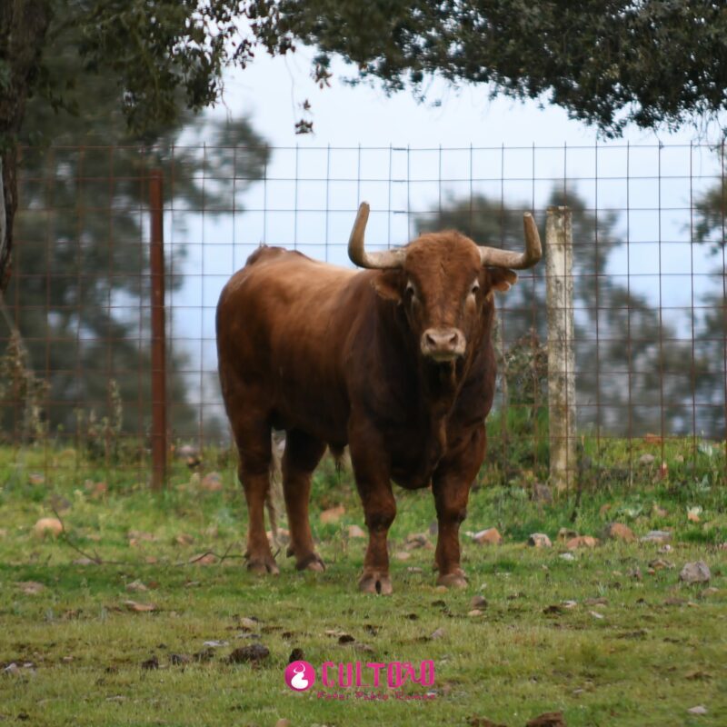 Pedraza (5)