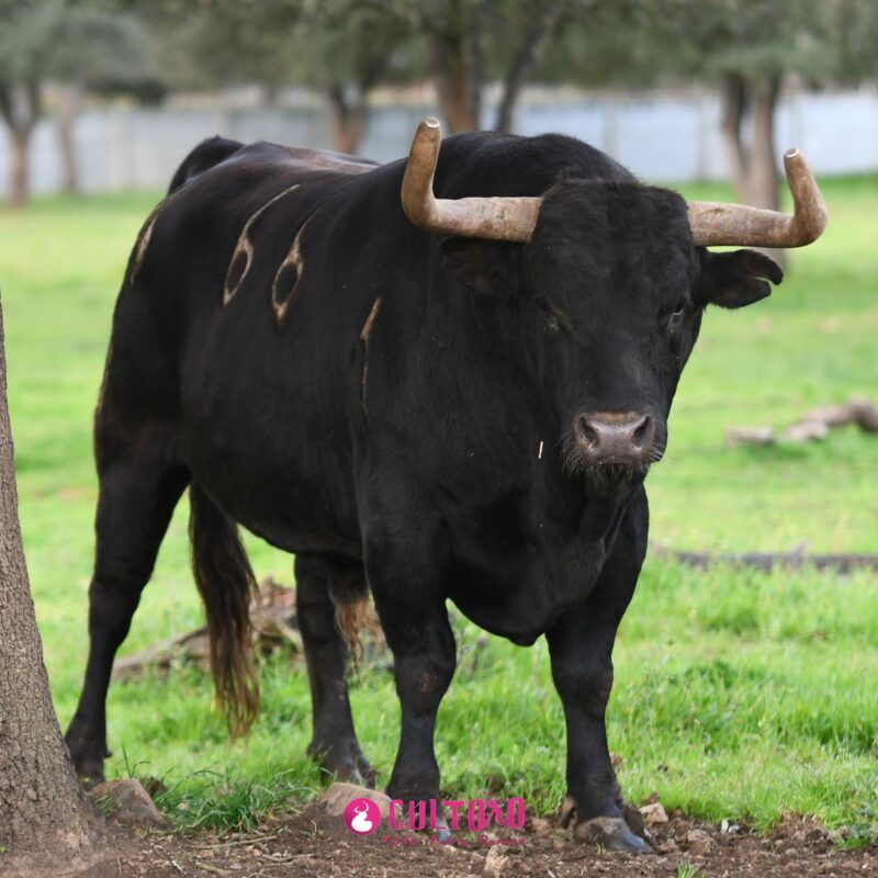 Pedraza (6)
