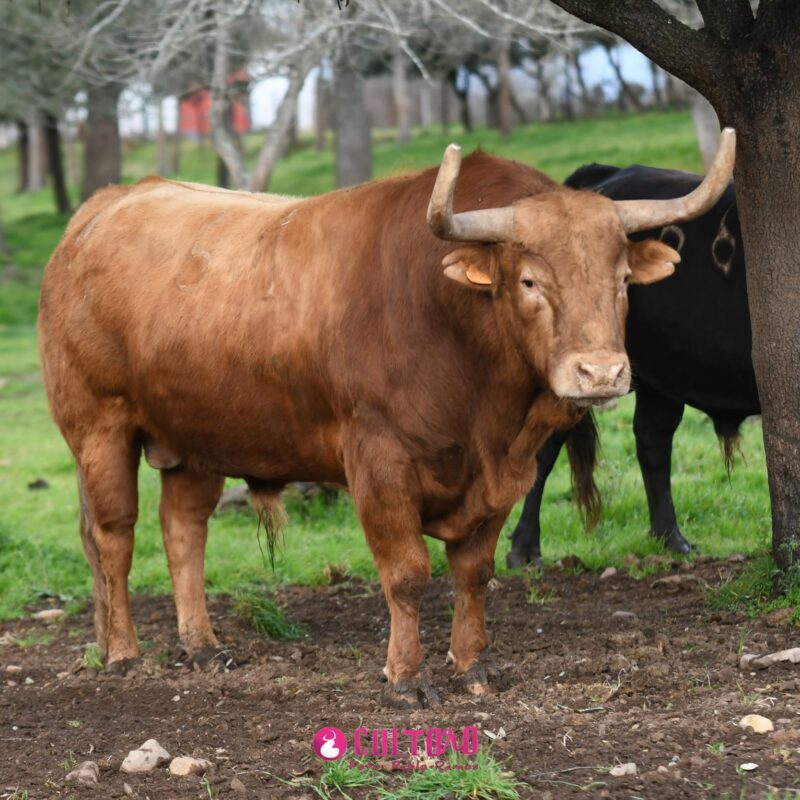 Pedraza (7)