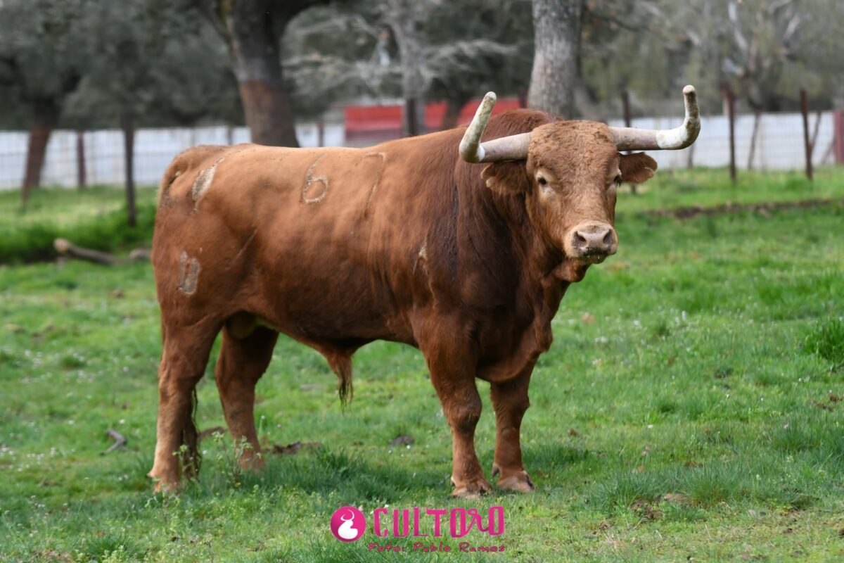 Pedraza (9)