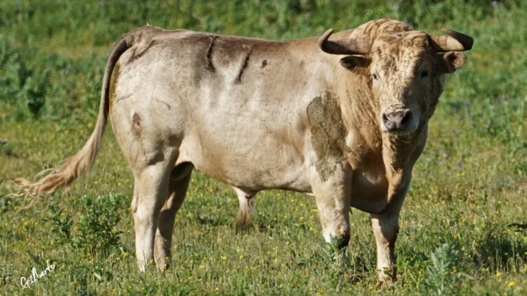 Los toros de Prieto de la Cal para el mano a mano entre Manuel Escribano y David de Miranda en Palos de la Frontera