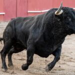 Toro