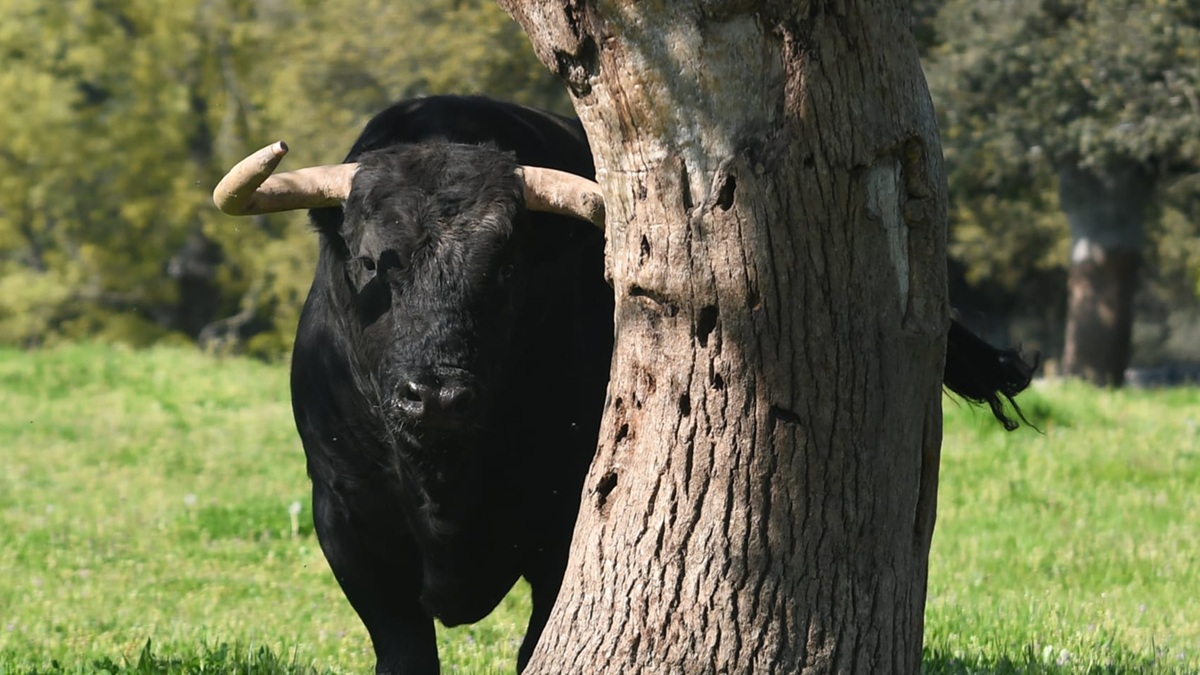 Toro Bravo