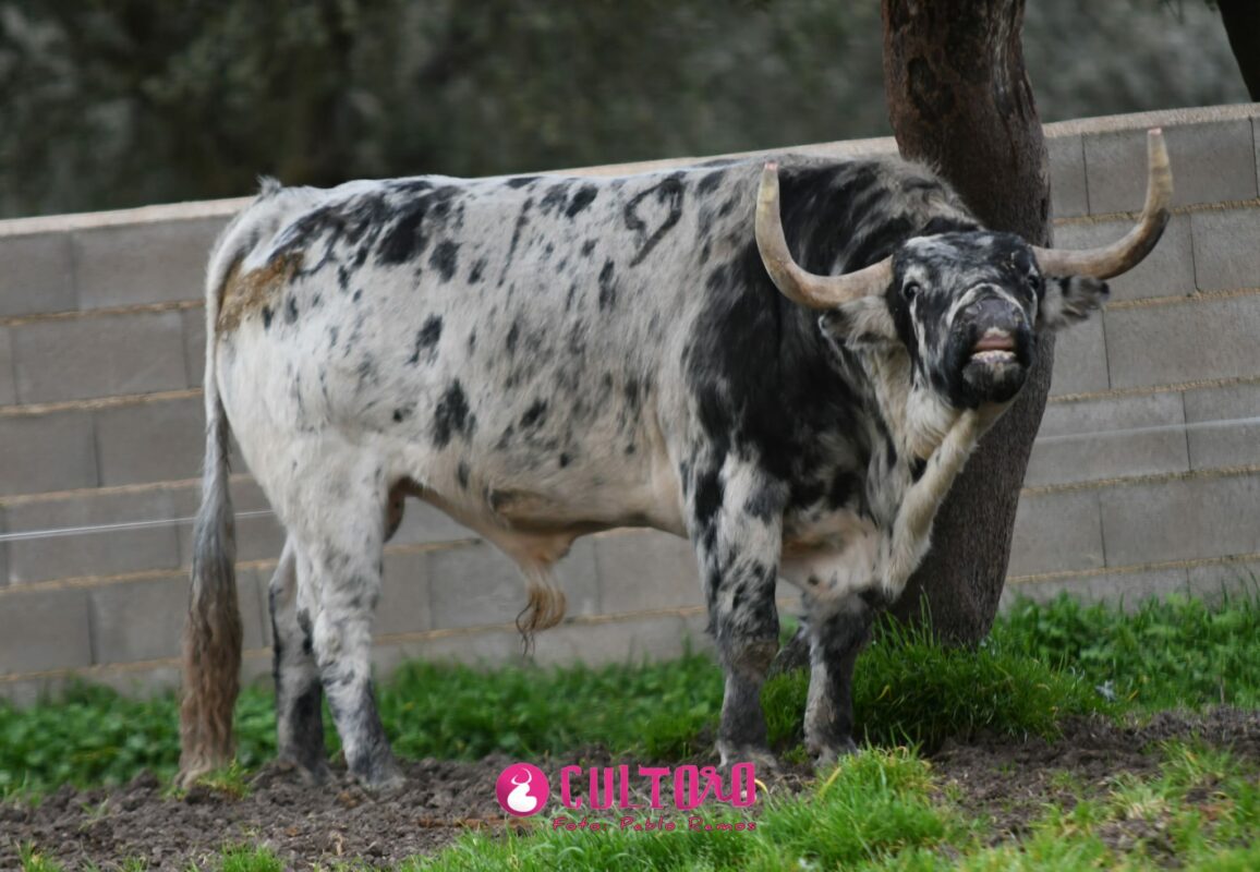 Valdefresno (12)