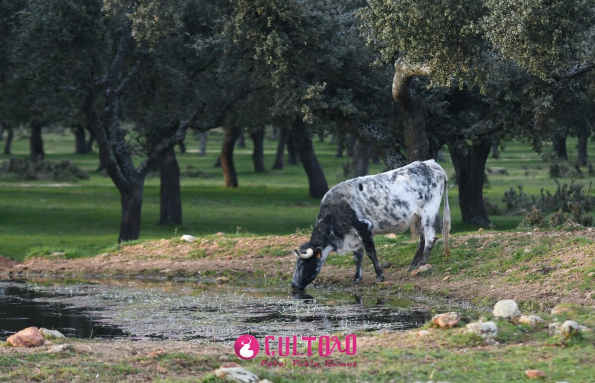 Valdefresno (2)