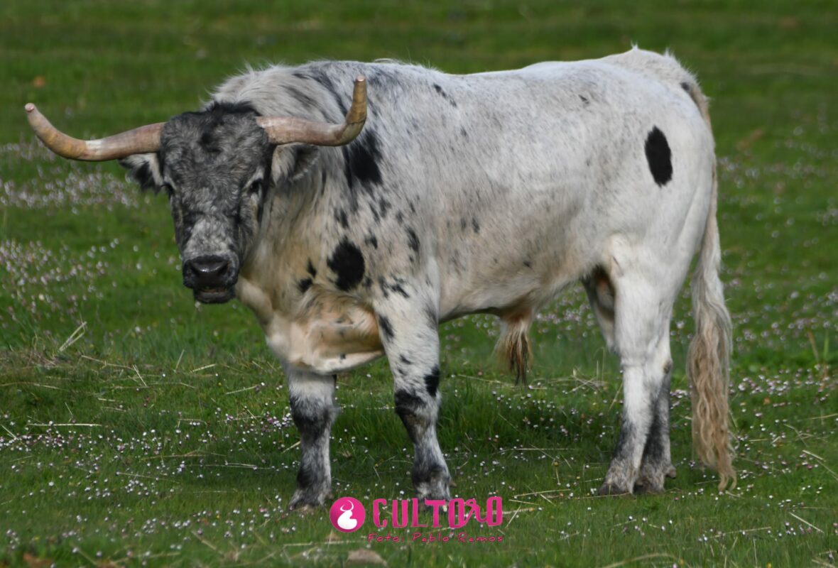 Valdefresno (32)