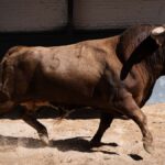 1º Chistero, Nº57