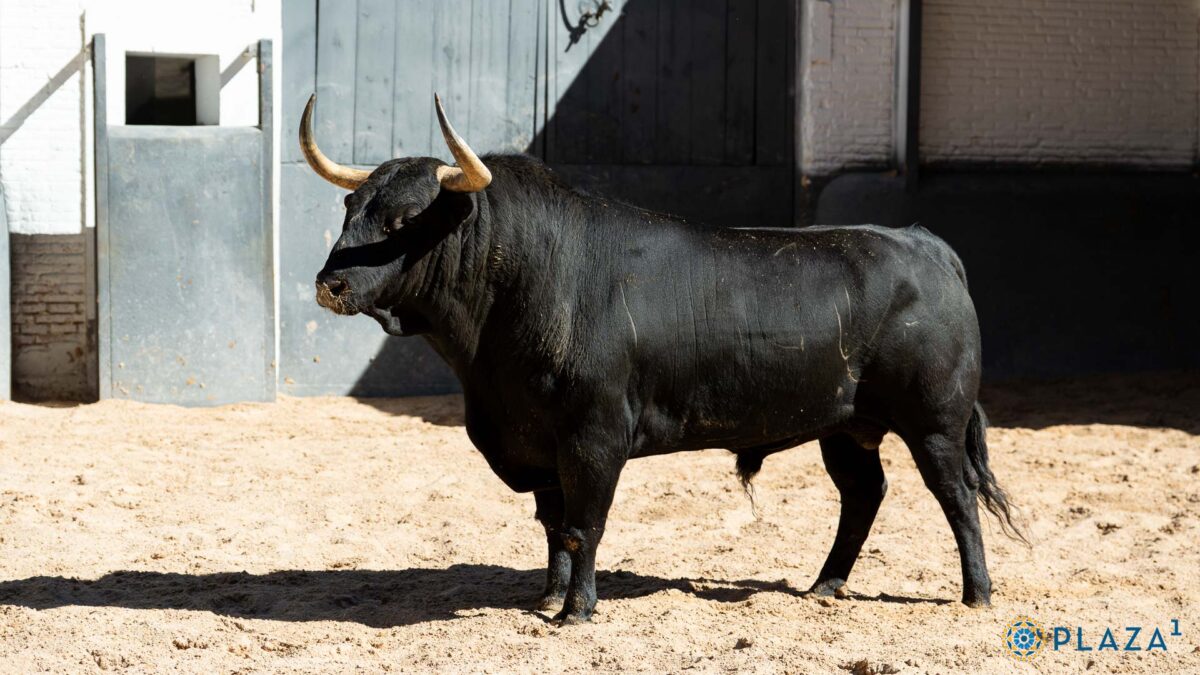 2º Impuesto Nº 61