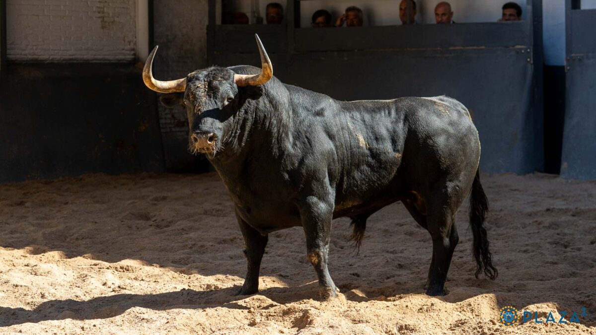 3º Bisonte Nº 52