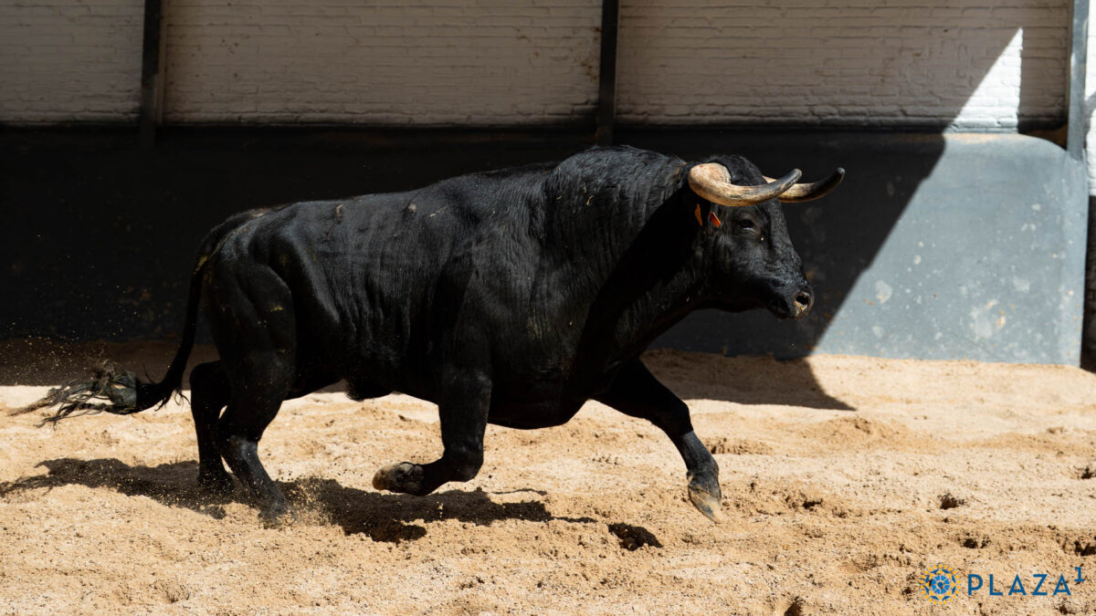 3º Listoncillo Nº 37