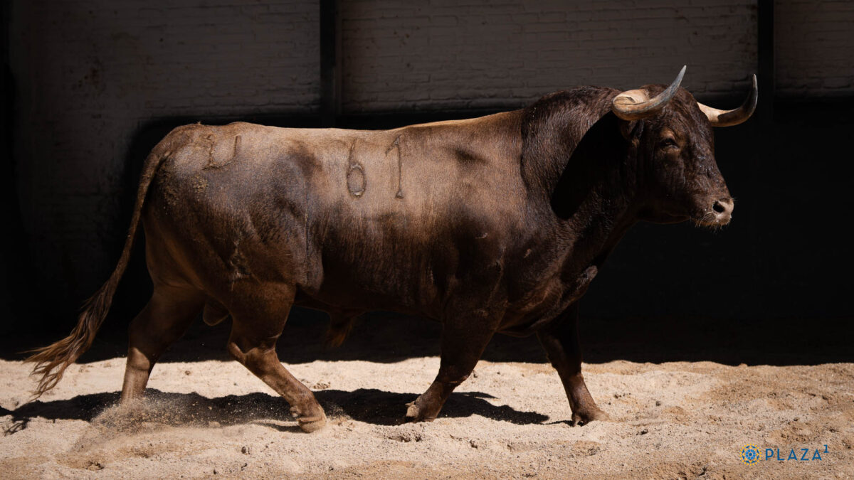 3º Pitillo, Nº61