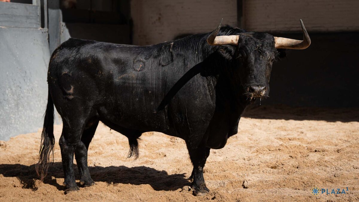 5º Iluso, Nº63