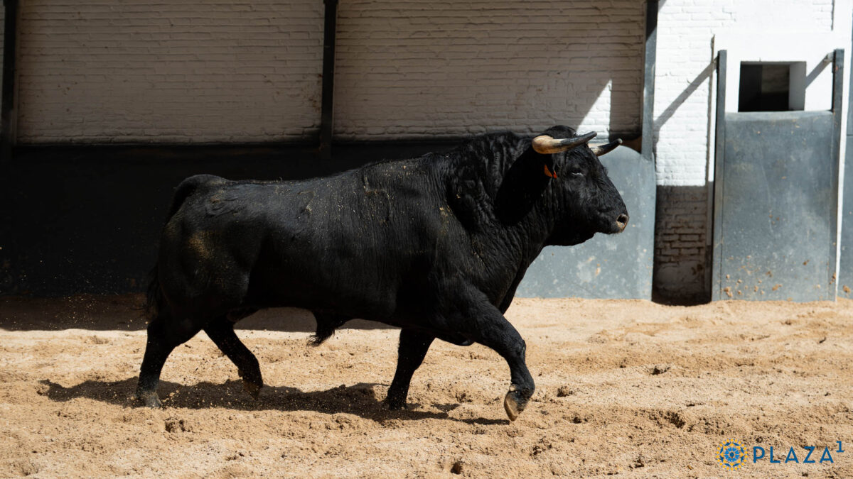 5º Juridico Nº34