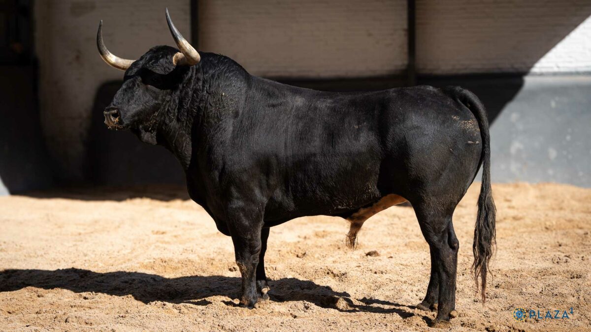 6º Barbecho, Nº121