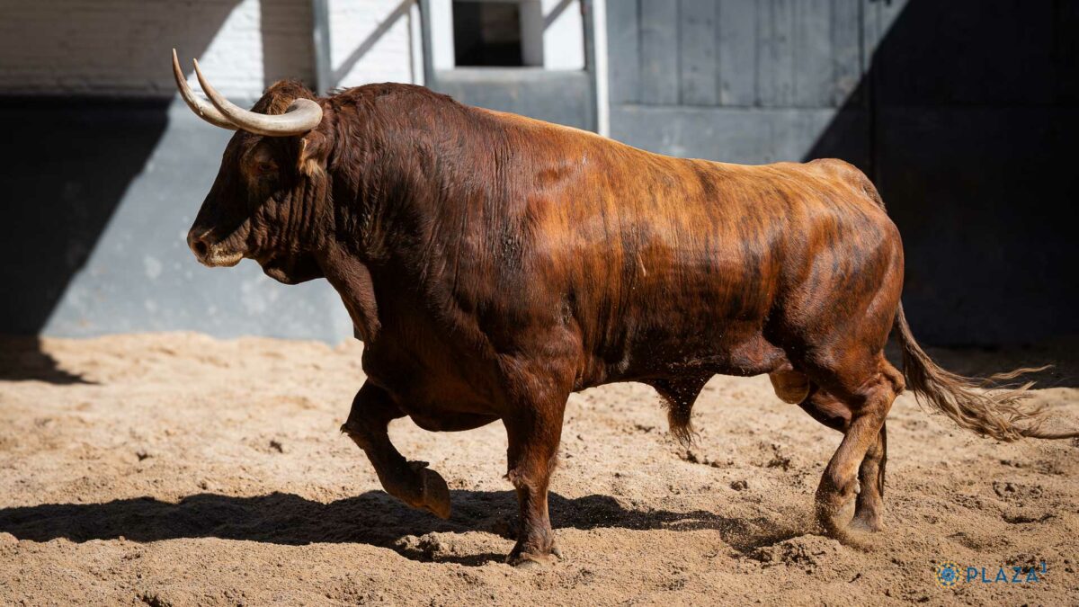 6º Tombolero, Nº6