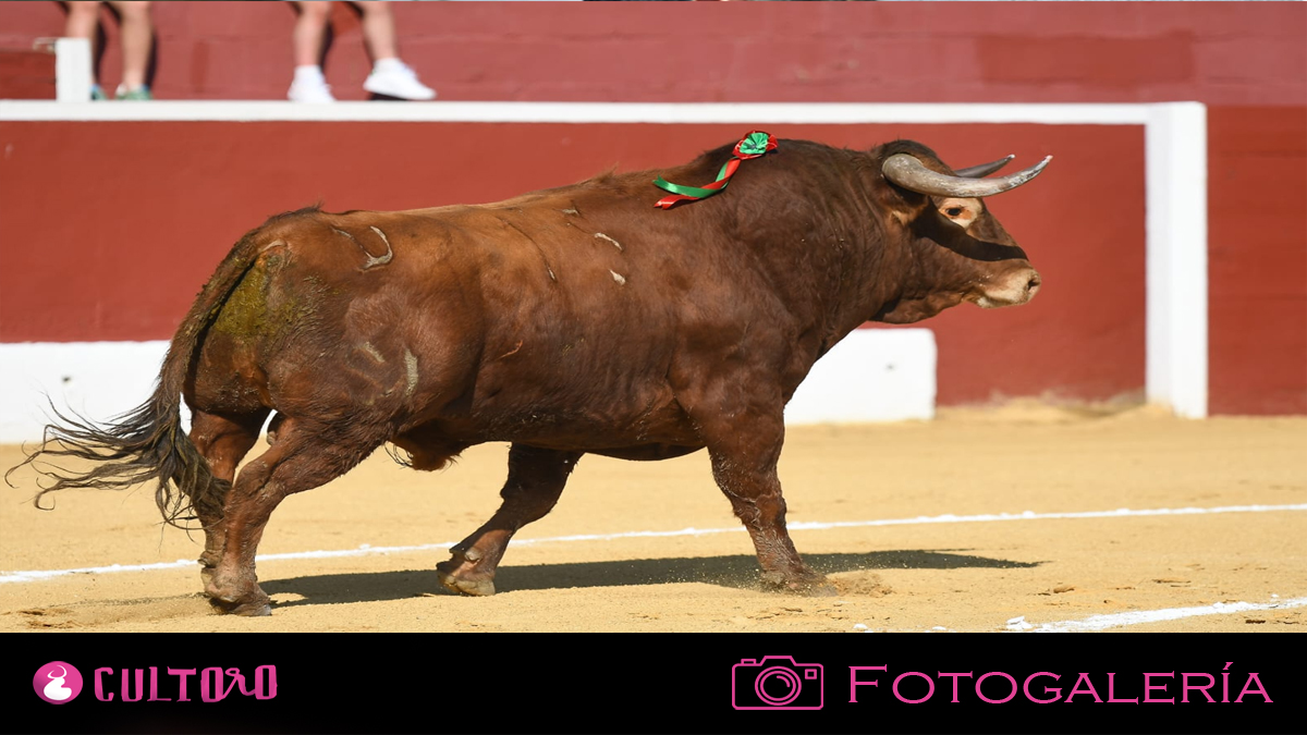 Alarpardo